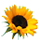 sunflower.png
