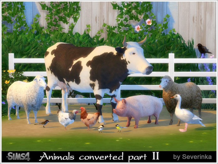 animals5.jpg