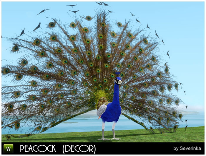 peacock1.jpg