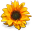 flower.png