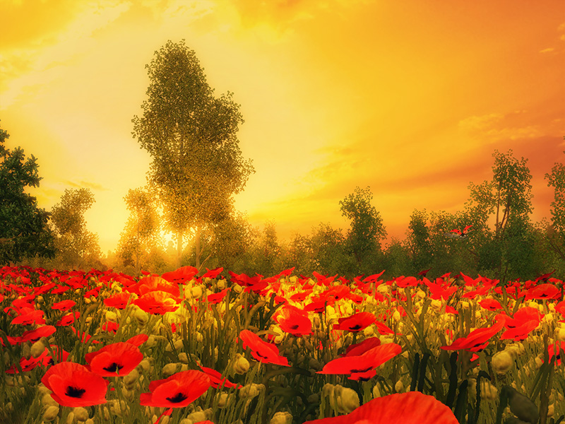 poppy-field-800.jpg