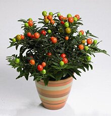 solanum2.jpg