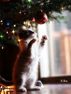 1103455.gif
