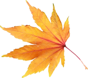 Moniq-Plant_Biljke_full_4416_217283.png