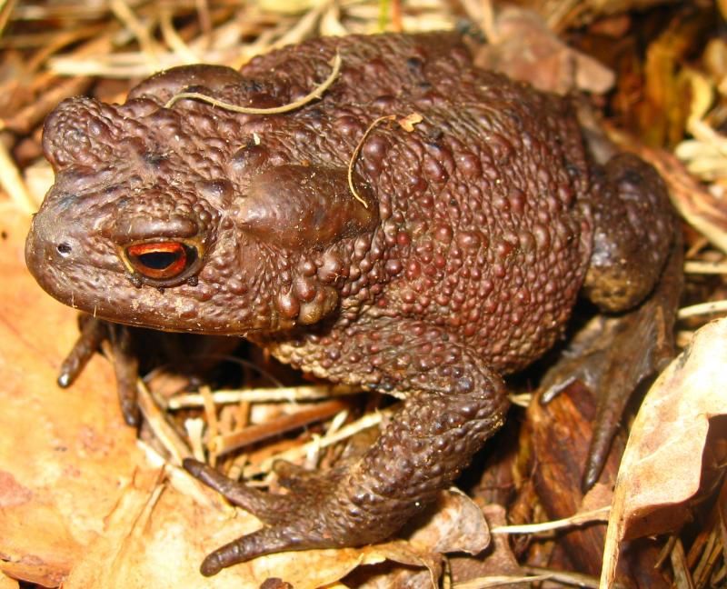 Common_Toad_Bufo_bufo.jpg