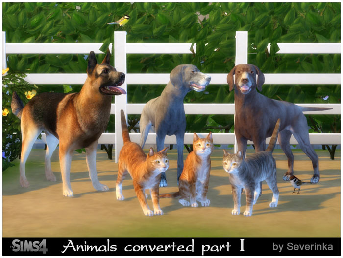 animals1.jpg