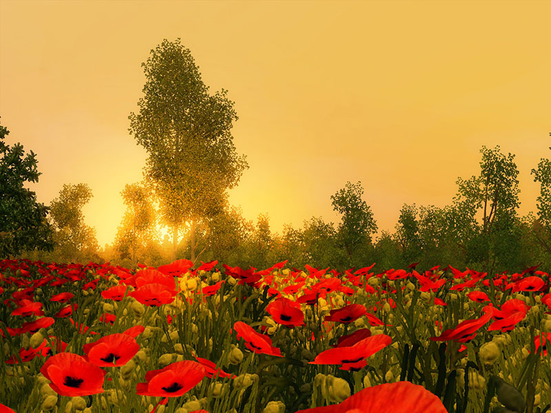 poppy-field-ish.jpg