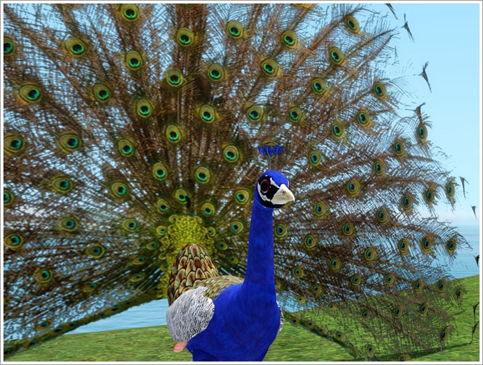 peacock2.jpg