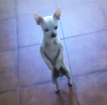 tancujushhaja-sobaka.gif