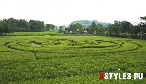 indonesia-crop-circles.jpg